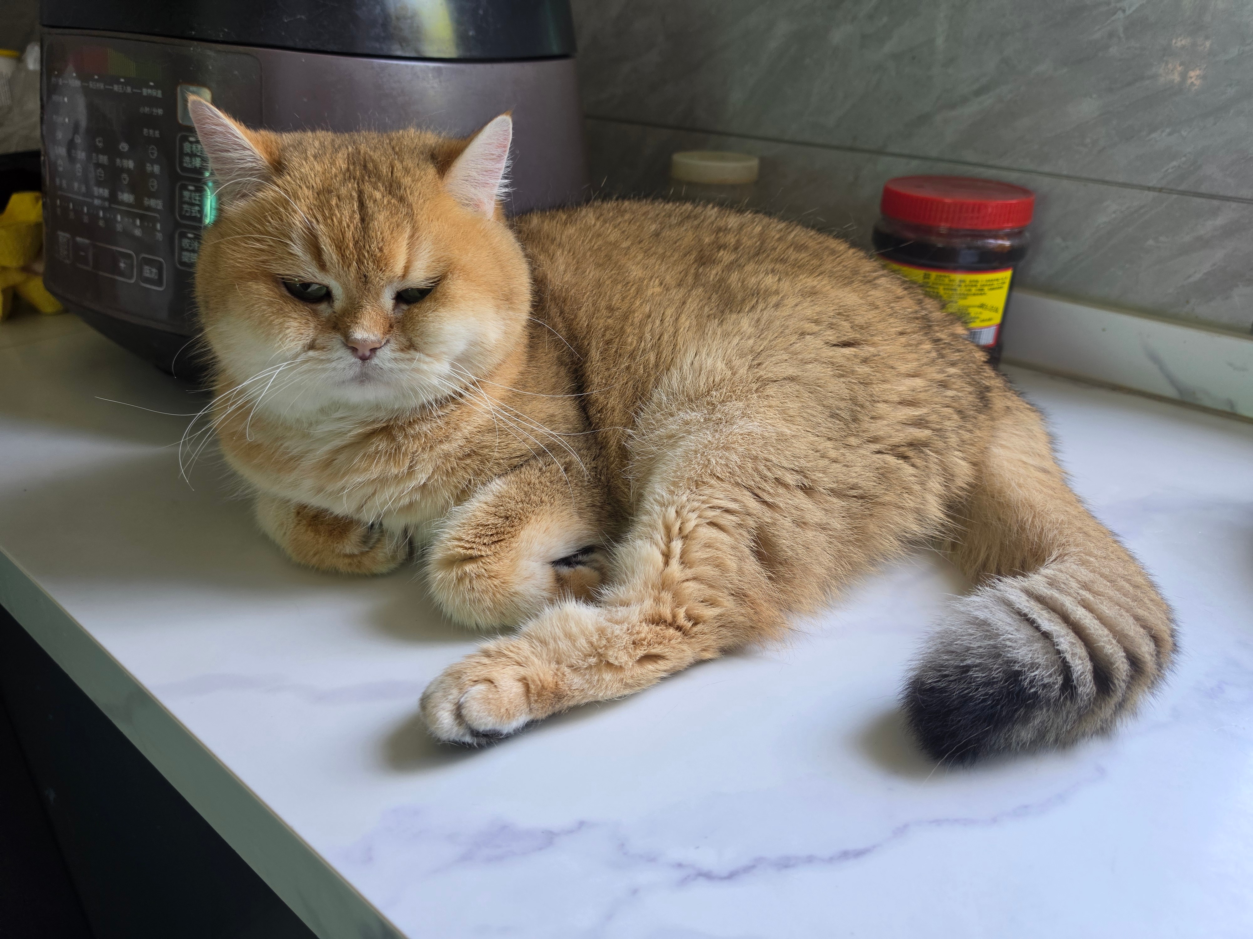 猫宁！起床烧饭呢！今天烧点排骨汤和红烧猪脚，材料不够了，评论区抓一个吧