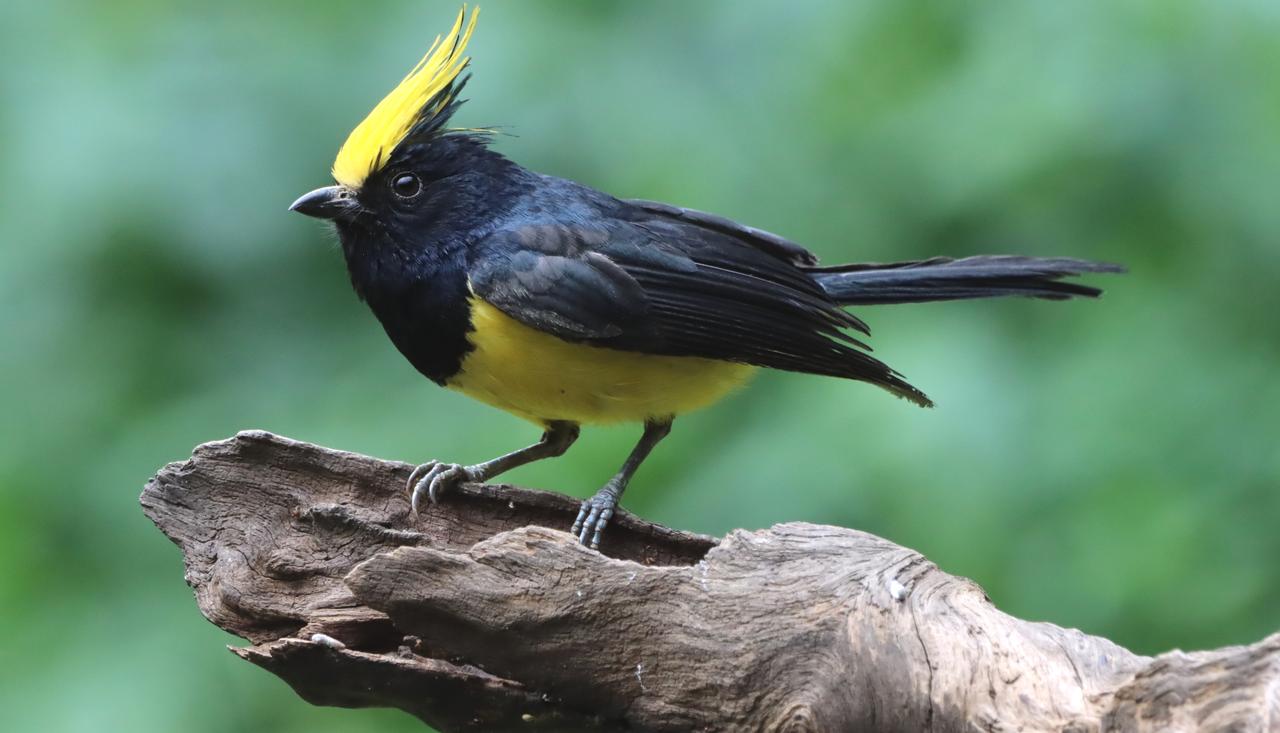 黑羽金冠鸟，栖息绿树间。