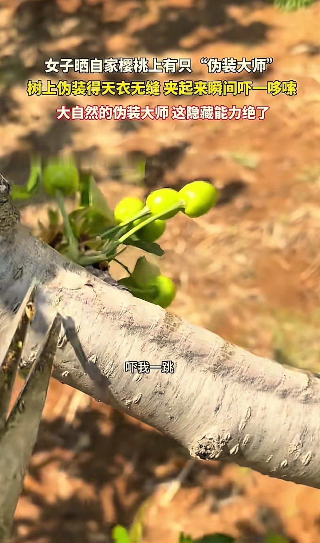 山东一位女子在自家菜园摸樱桃树，手里突然传来一团棉花般软绵绵的触感，低头找了大半