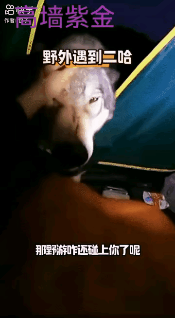 这究竟是哈士奇还是狼啊？凭我对这东西的了解，真有点看不清到底是什么？但是让我看的