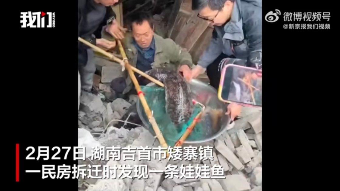 居民拆房挖出一条40斤重娃娃鱼 房子底下发现的，那这里的水质应该很好，它是怎么跑