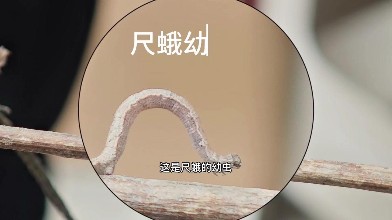 这是尺蛾的幼虫**尺蠖**，它在木棍和木片间专注爬行，一步一伸、一步一弓，以为自