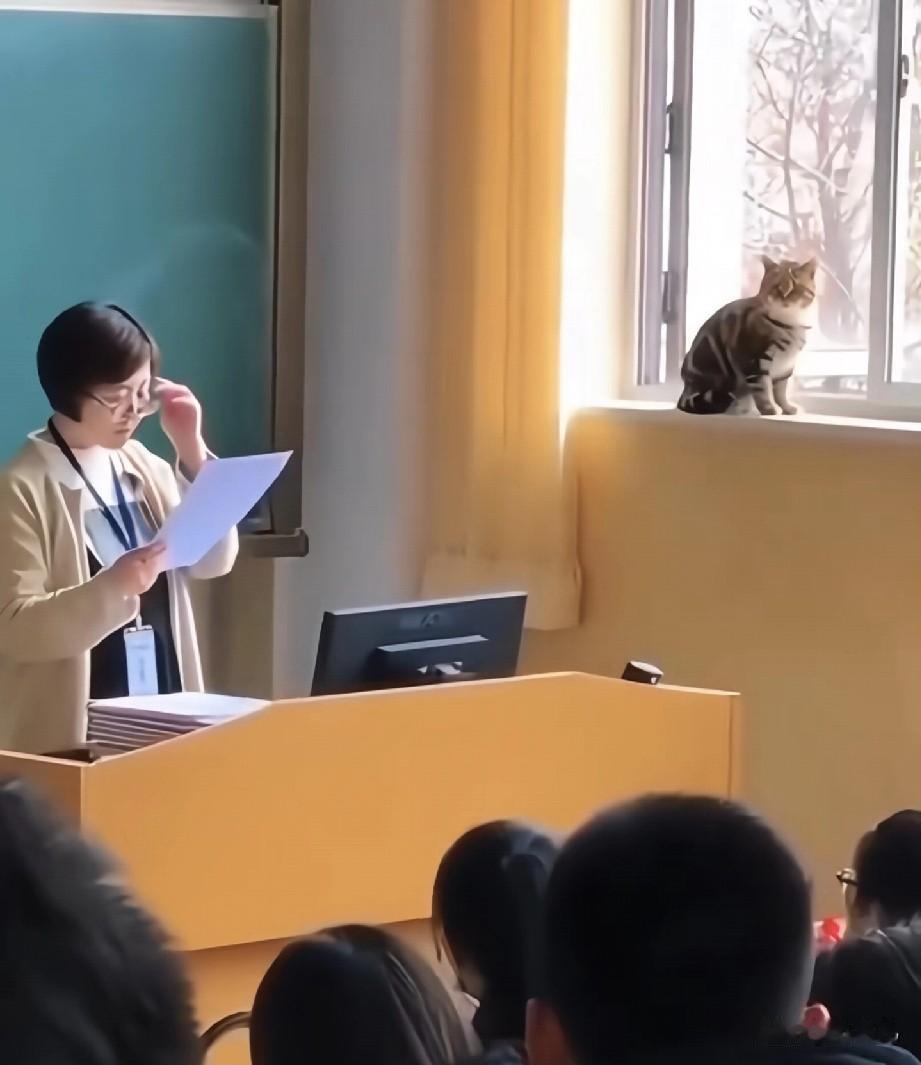 美妞们，大学校园里的流浪小猫，真是同学们的小治愈。

没事就往路边一趴，晒着太阳