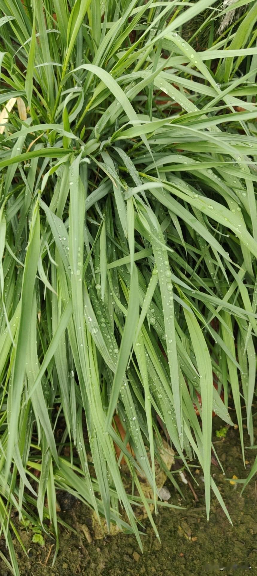 一、播种前拌种，每100斤小麦种子，用100克磷酸二氢钾，溶解后进行拌种，可促进