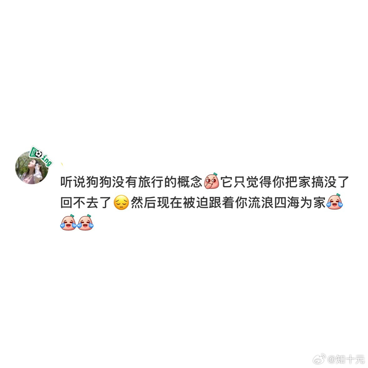 小狗旅游第一天vs旅游第五天 