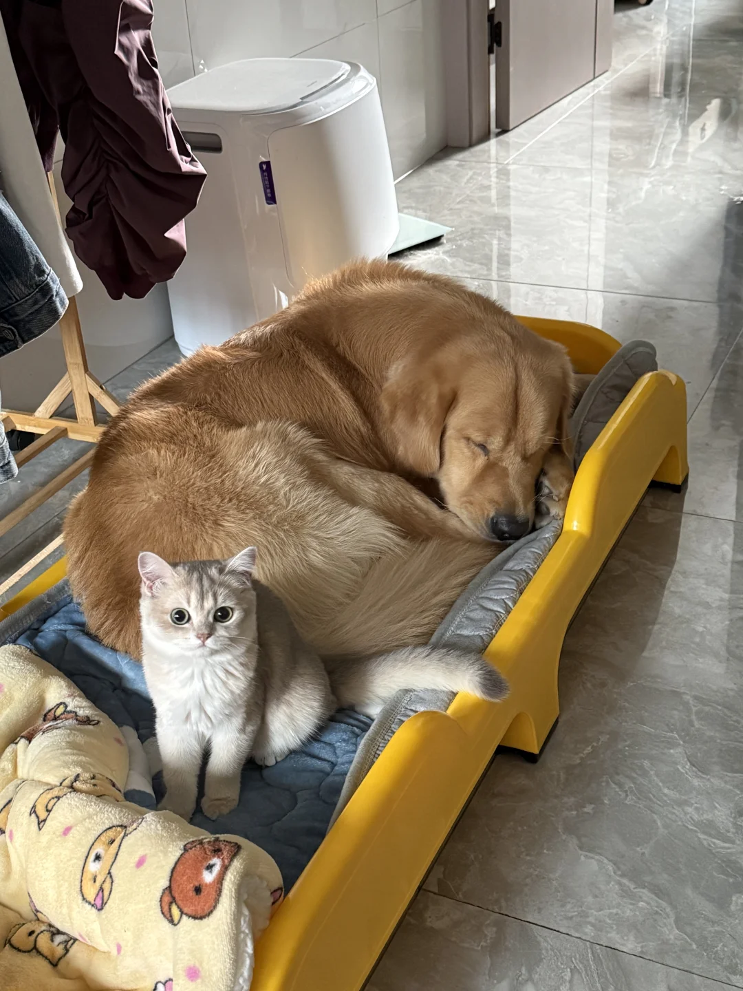 猫咪：我今天要和我哥睡！