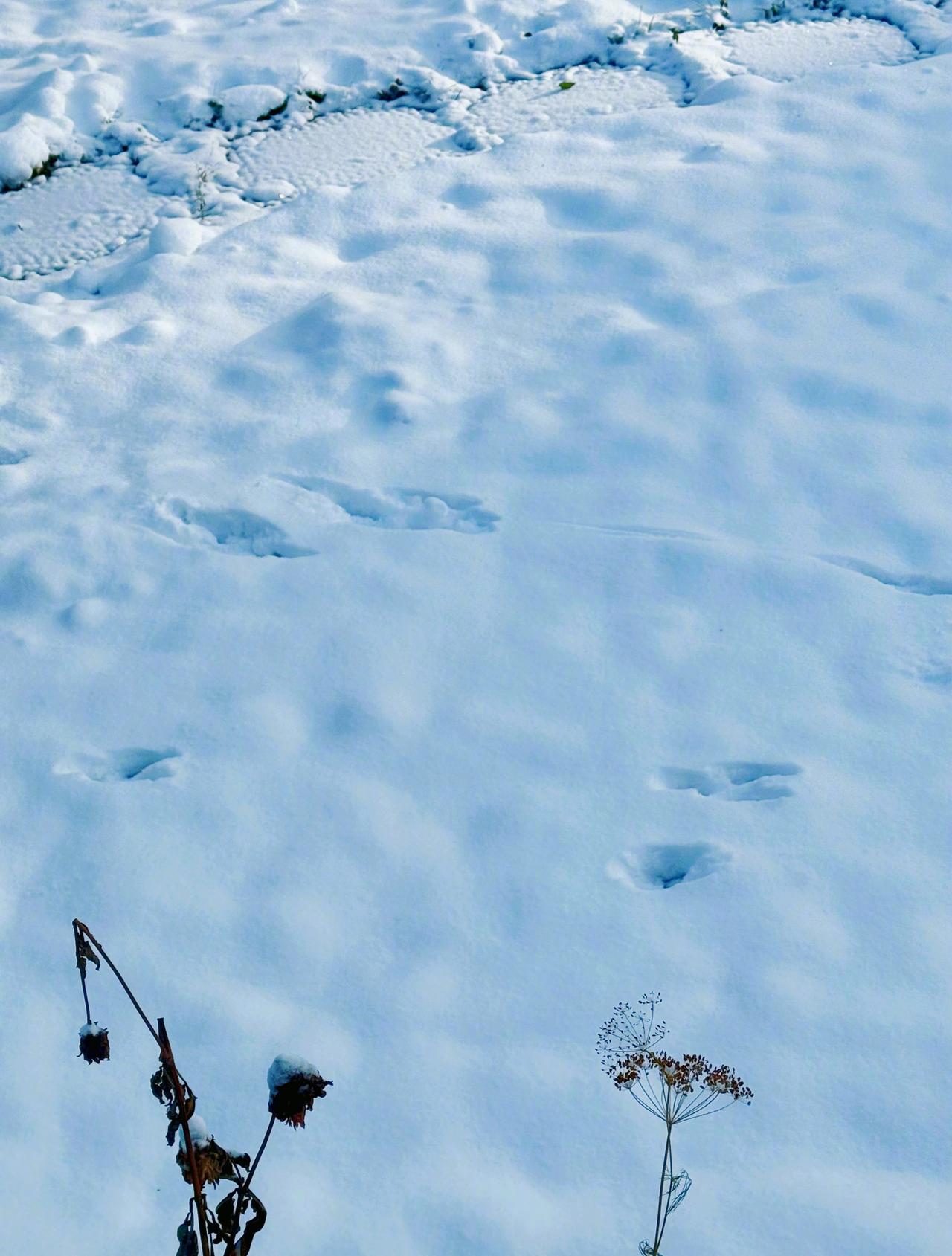 睡前一问超话 你家下雪了吗？ ​​​