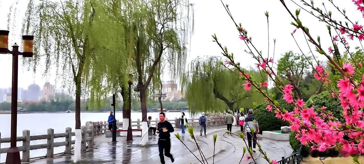 微雨初歇，大明湖笼在一片烟岚里。柳丝垂碧，蘸着水色漫展，将一湖春波染得愈发清润。