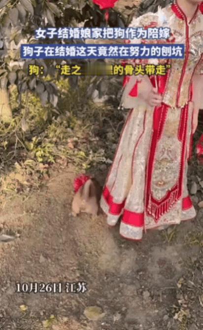 江苏一女子结婚，娘家竟然把狗作为陪嫁，没想到，女子结婚这天，狗子居然完全不理会新