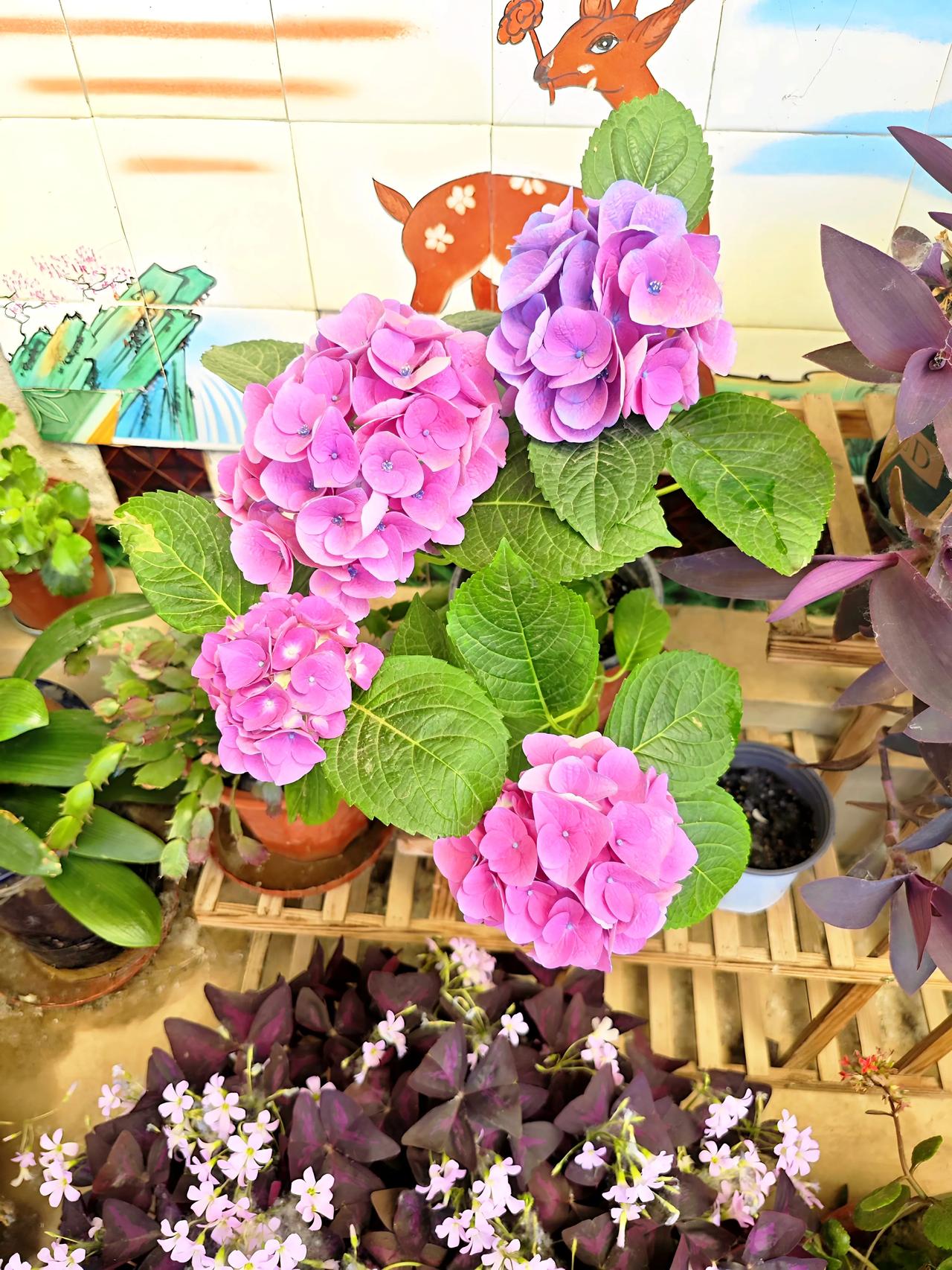 小院花开
 
橙黄月季沐晴光，
绣球堆云紫粉香。
虎刺梅开星点点，
一庭春色满阶