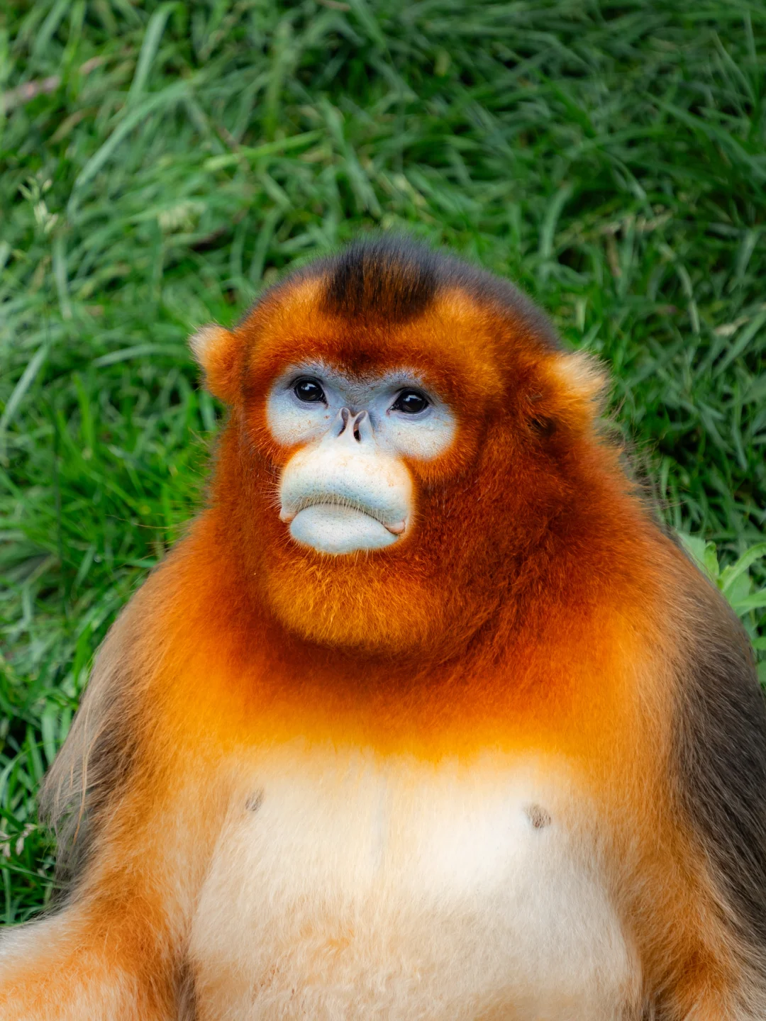 云南野生动物园也太好玩了吧！🦒💦