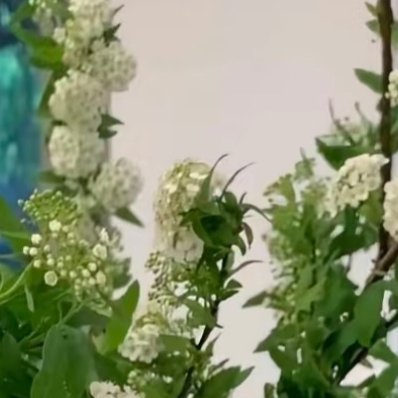 绣线菊1. 栽培方式：园土+河沙混合配土，贫瘠土壤也能存活；落叶小灌木，须根茂密