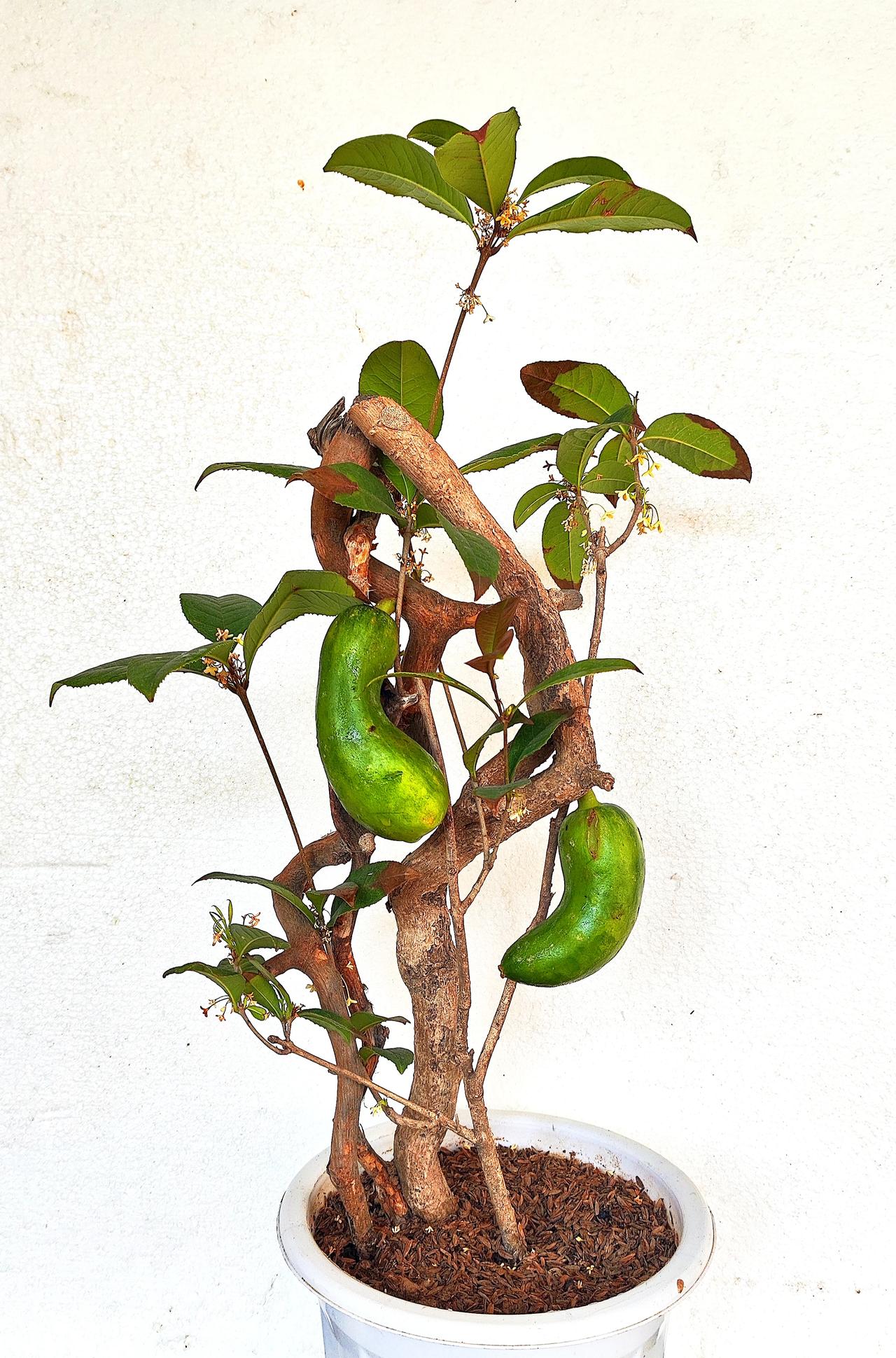 发一张你相册最近拍的花