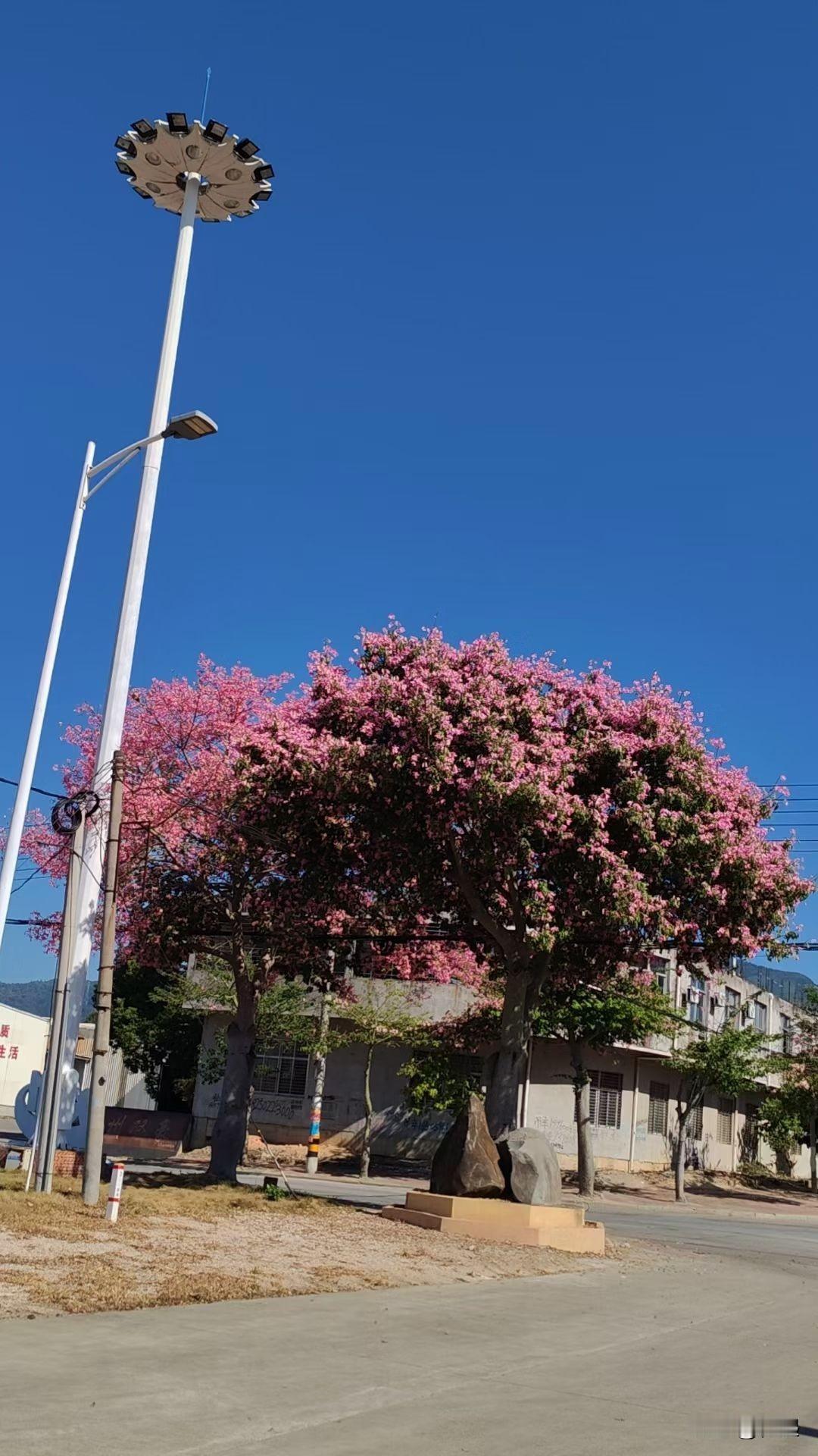 看到一处很漂亮的树！