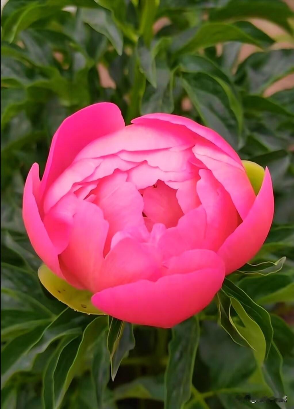 因为有了阳光，世界变得温暖，因为有了鲜花， 生活变得浪漫，守一份心净，淡然心情，