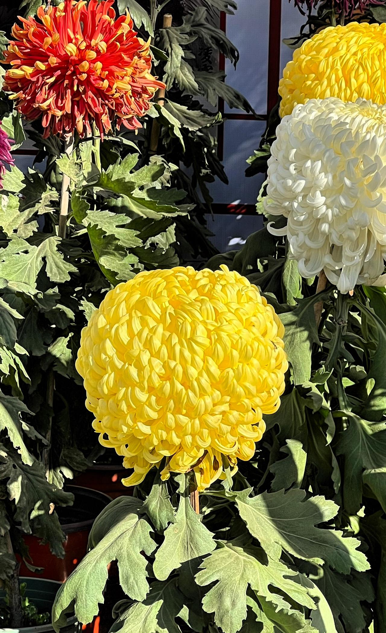 分享漂亮的菊花