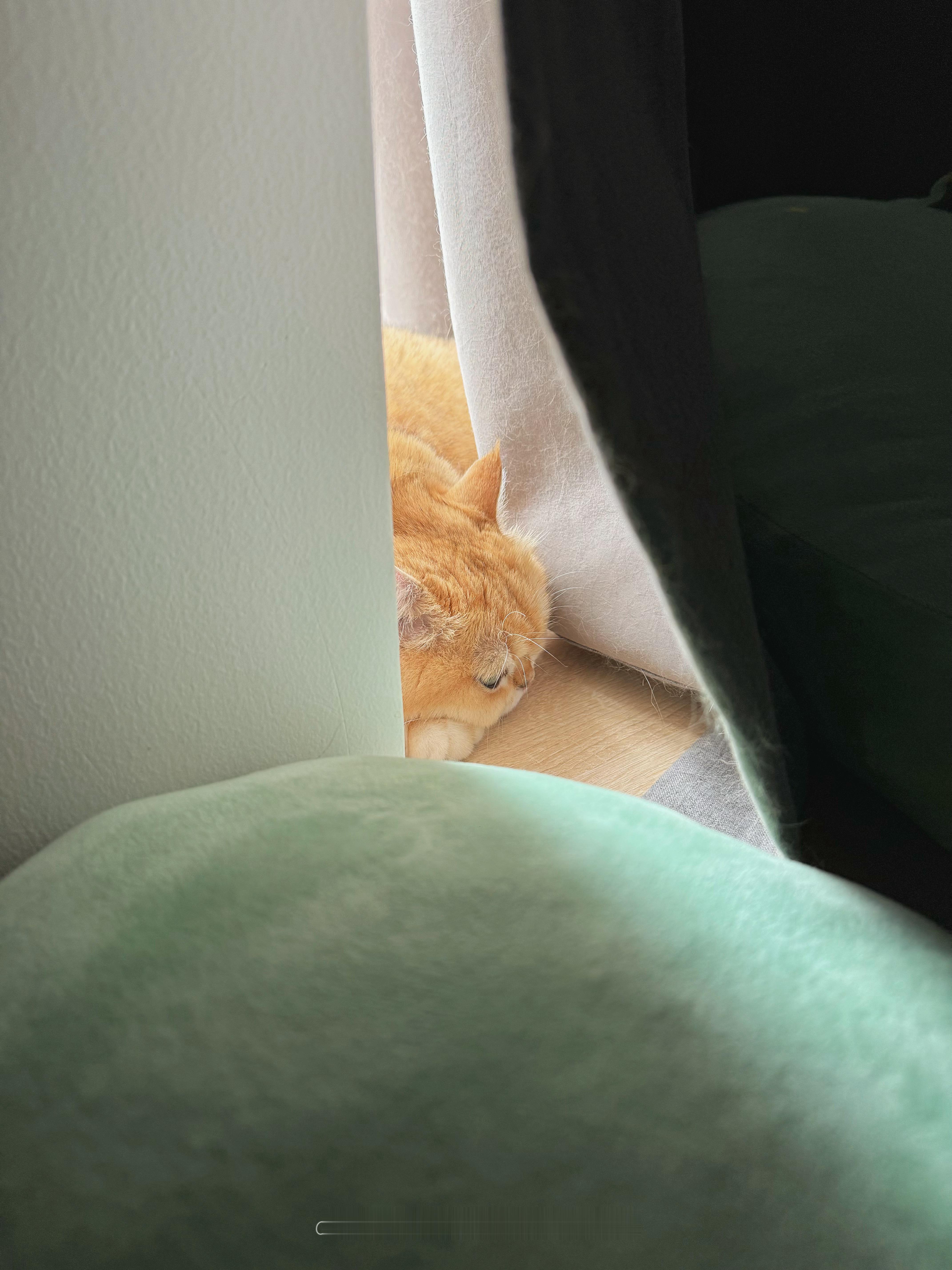两头猪猪睡得岁月静好[抱一抱]#菇冬怎么肥四[超话]##春日萌宠随手拍# ​​​