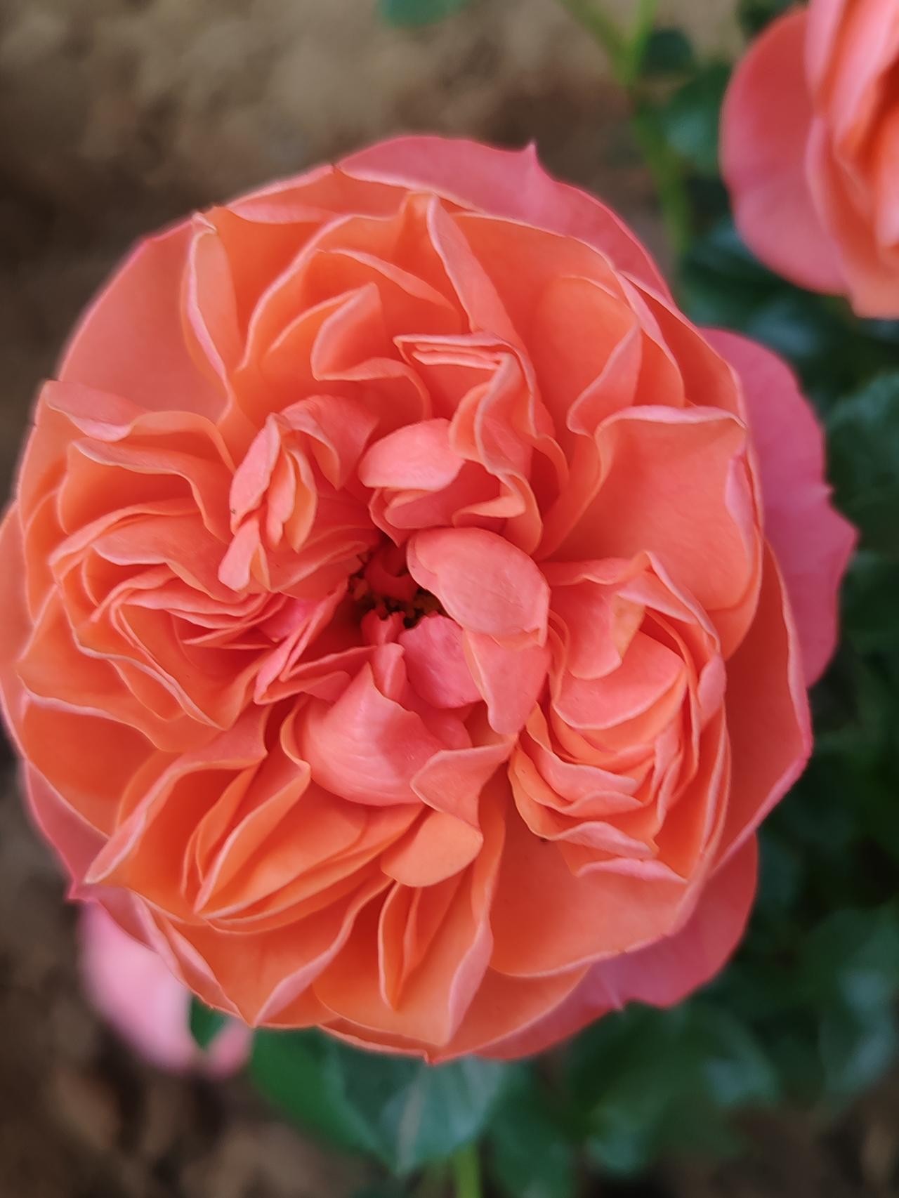 晒图笔记大赛小区里的月季花。