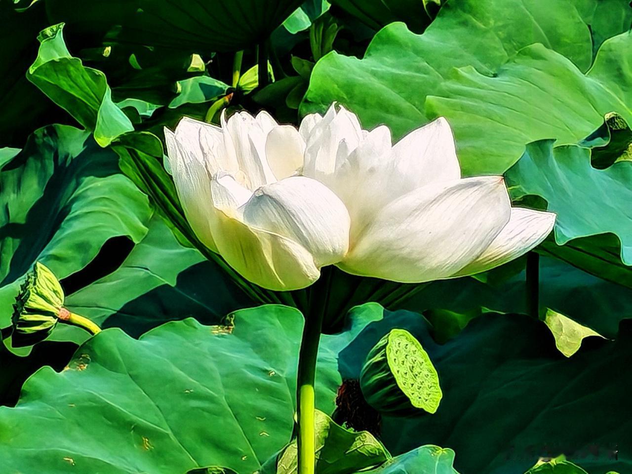 美丽白色荷花在绿叶中绽放。