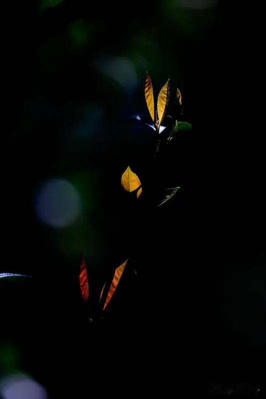 看到“花飘春色浓”求上联，我觉得“叶动秋光淡”对得相当妙。“叶动”对“花飘”，一