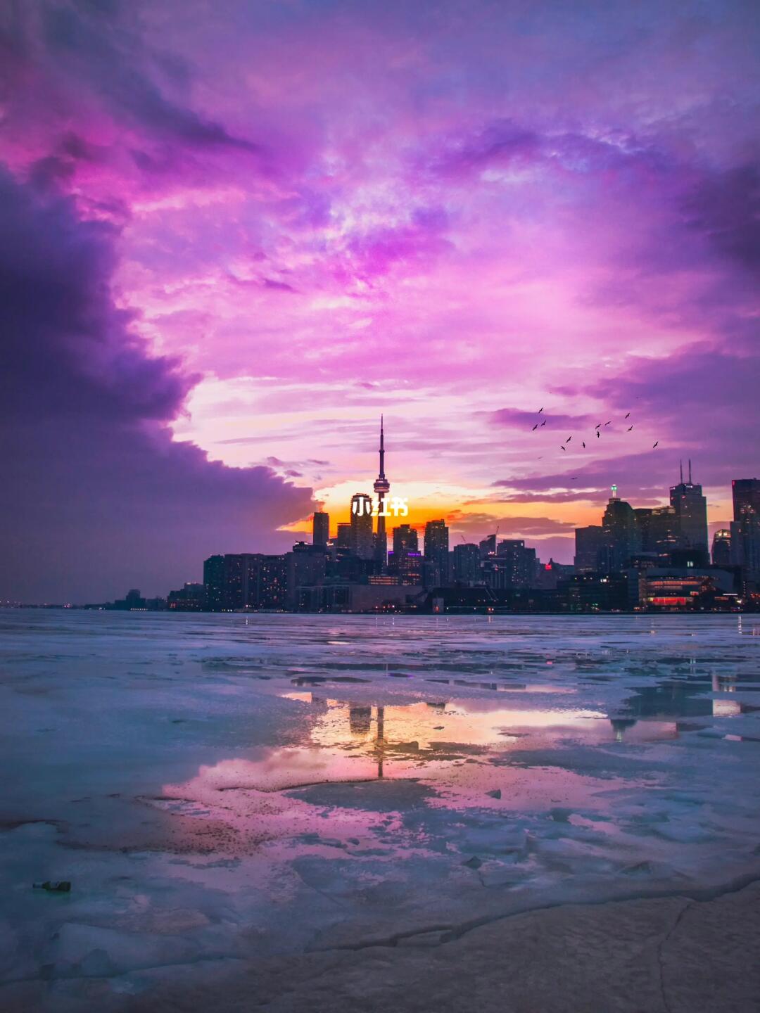 求一个全是紫色图片的评论区