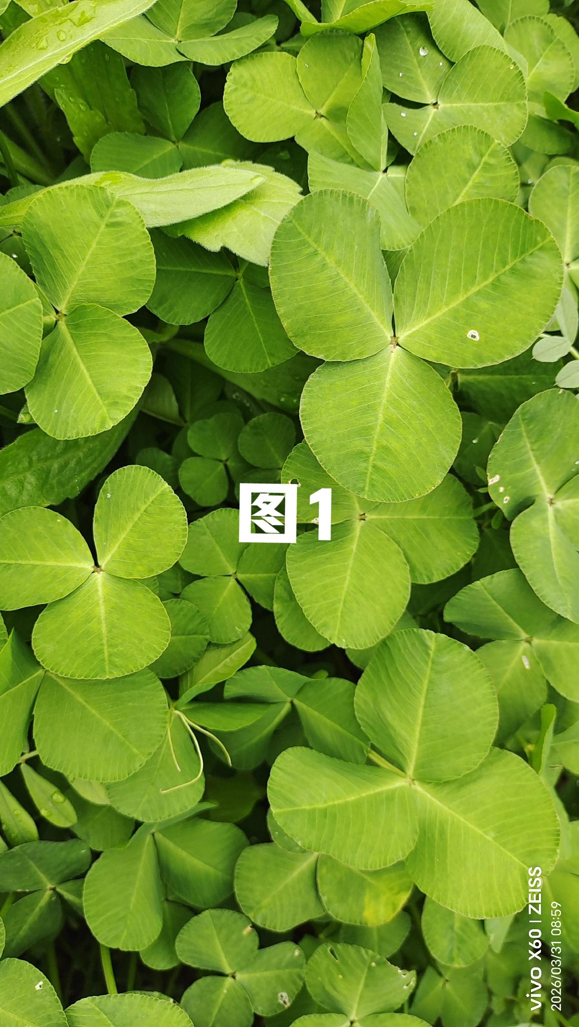 万能的条友们，我们这里有两种长相一样的野菜，叶片高矮，一模一样，分辨他们就是叶片