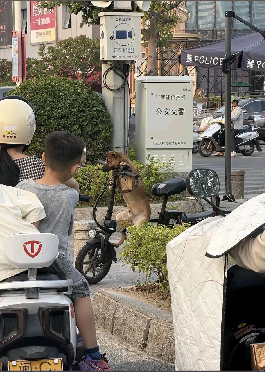 大马路上，狗子成精了。