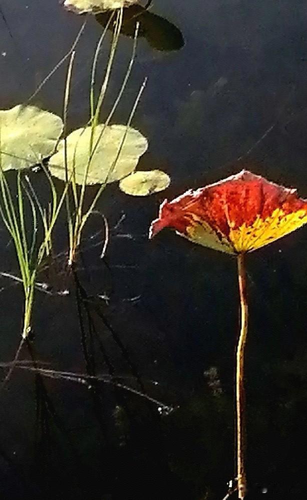 一叶虹霓现
秋水与天融
[祝福]