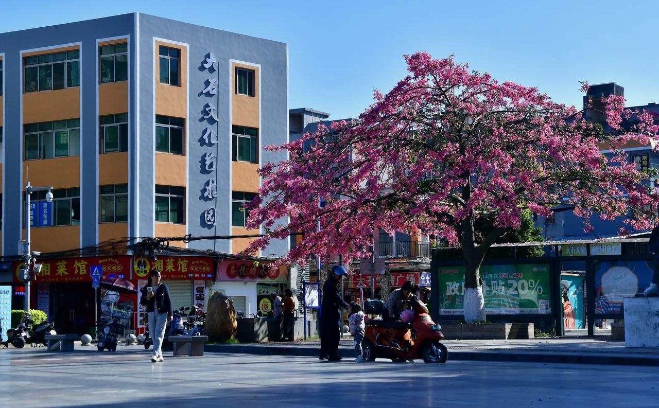 大石文化广场，春日校园，繁花似锦，大石文景，美不胜收。