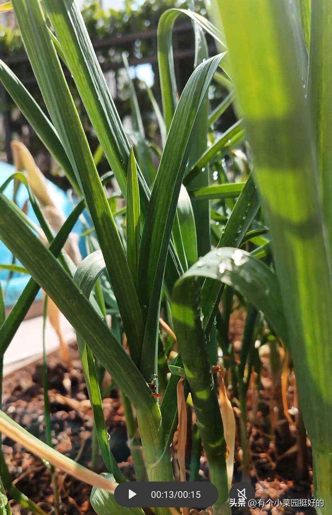 蒜苗叶子发黄怎么办?抓紧施一次发酵腐熟化开的豆粕肥，随水冲施，万就用这个方法，看