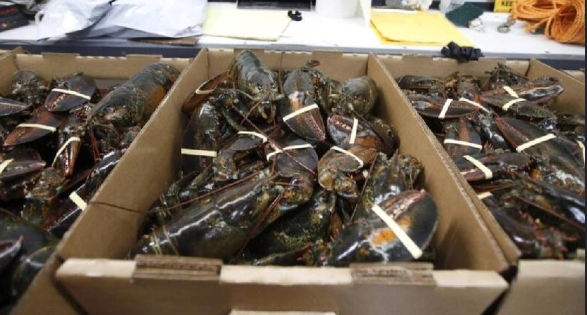 美国一批价值40万美元（约310万人民币）的活龙虾，从麻省运往中西部Costco