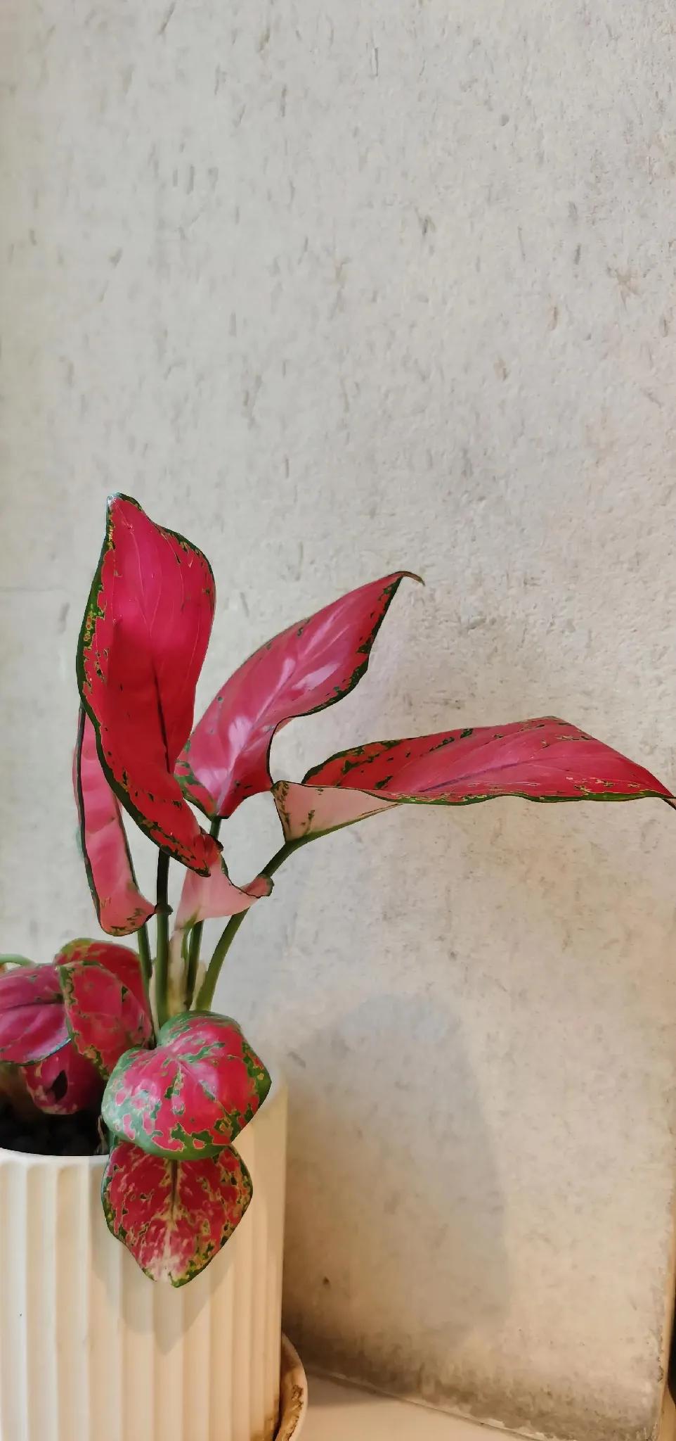 红叶如花映窗台，绿意盎然入画来。