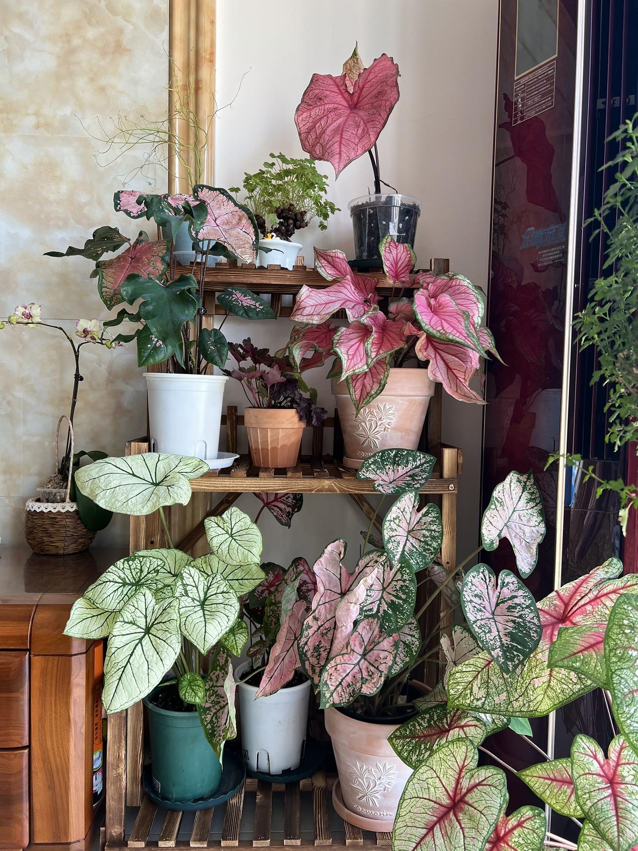 养眼吧彩叶植物