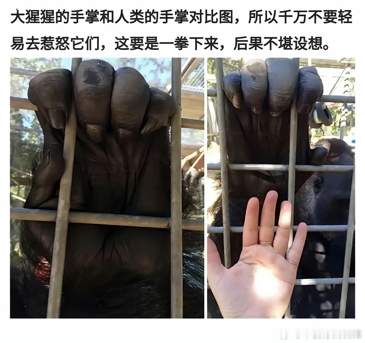 大猩猩的手掌和人类的手掌对比，被大猩猩拍一掌、后果不堪设想。 ​​​