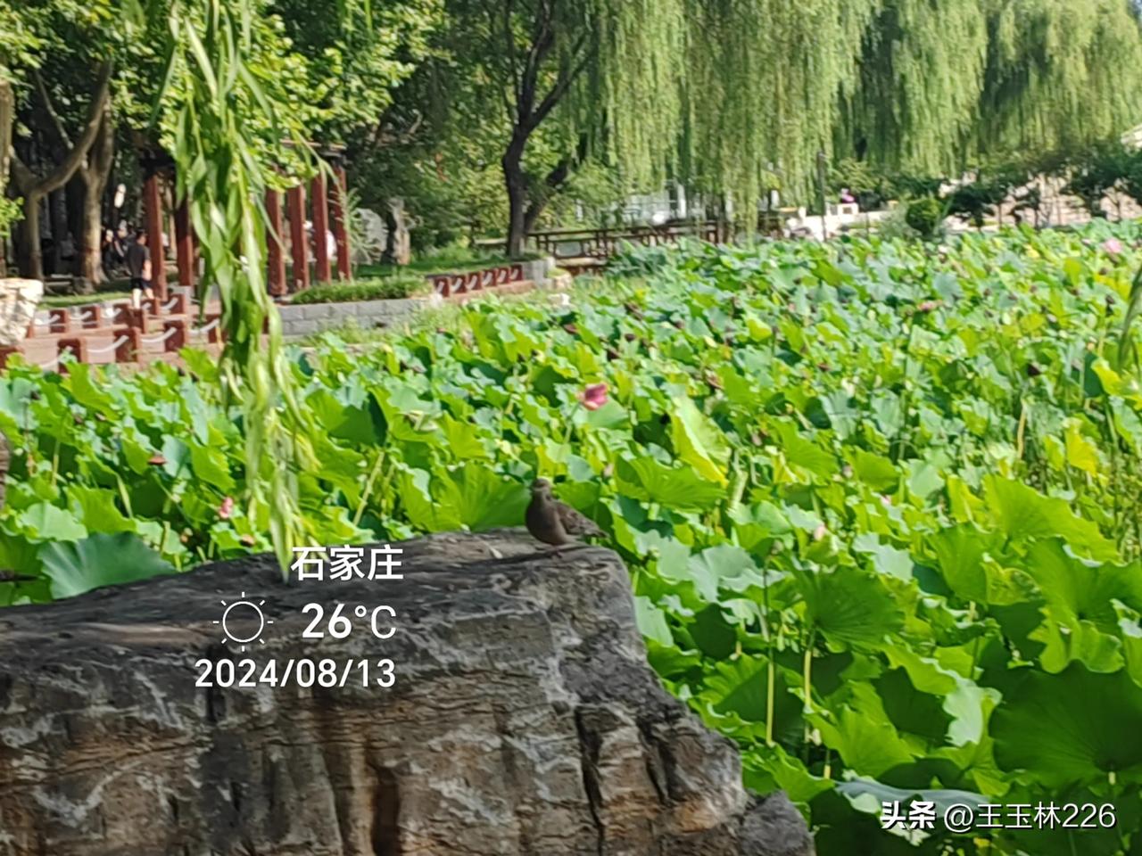 ●请君对联（1123）
上联：海誓山盟，一往情深深几许？
下联：请君对联！
#妙