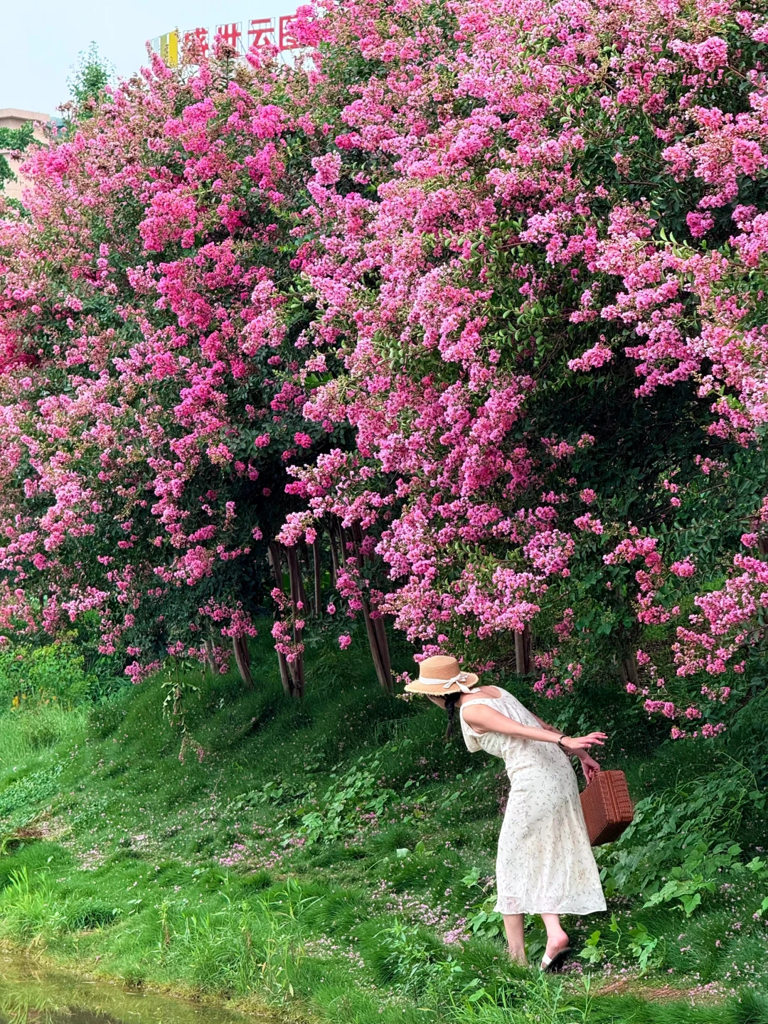 7.23实拍！！这片紫薇花！确实有点震撼啊……