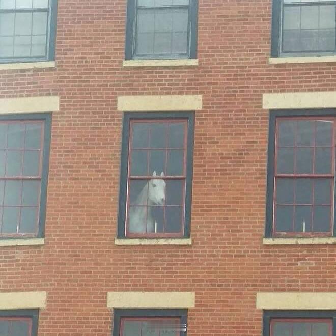 随机刷新在世界任何一个角落的马……🐎 ​​​