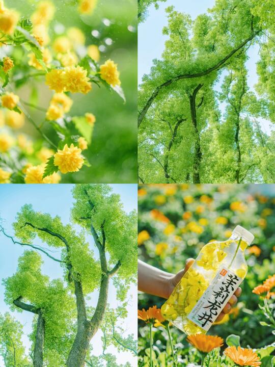 🍃｜将春天装进瓶子里