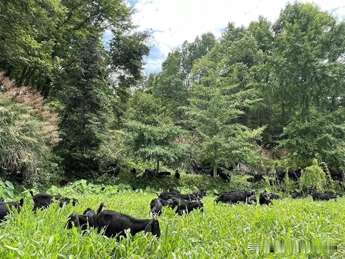 羊羔出生后,应如何护理呢?羊羔出生后护理抓核心，简单好操作：落地先擦净口鼻黏液，