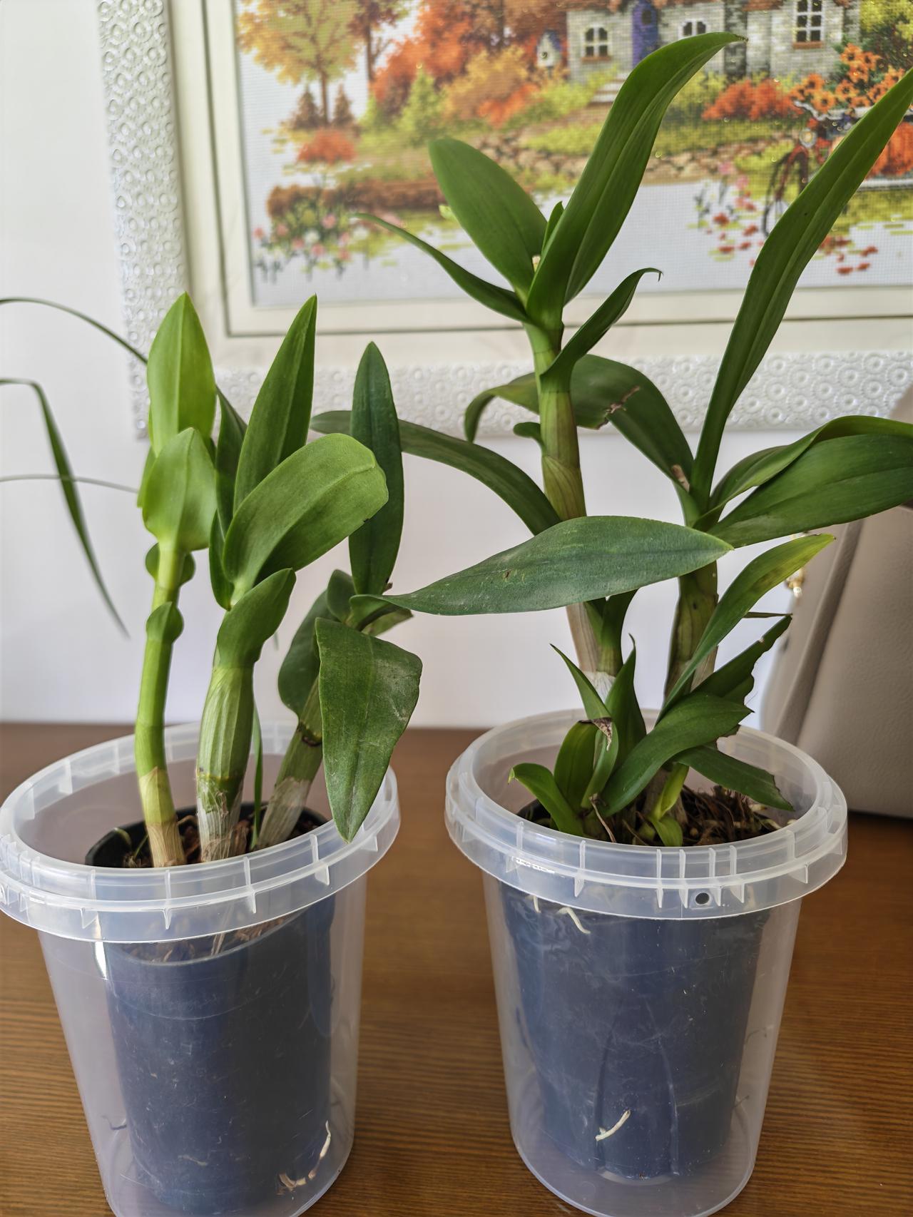 五一假期没出门，老了更不能凑热闹。
在家上网买了三棵花苗。两棵秋石斛，一棵小叶竹
