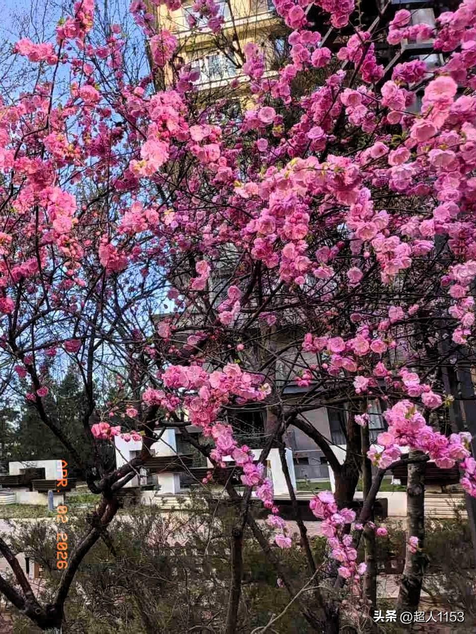 我的今日状态：😁轻松愉快
我这里的天气：☀️晴天

美好的四月天，
处处花开似