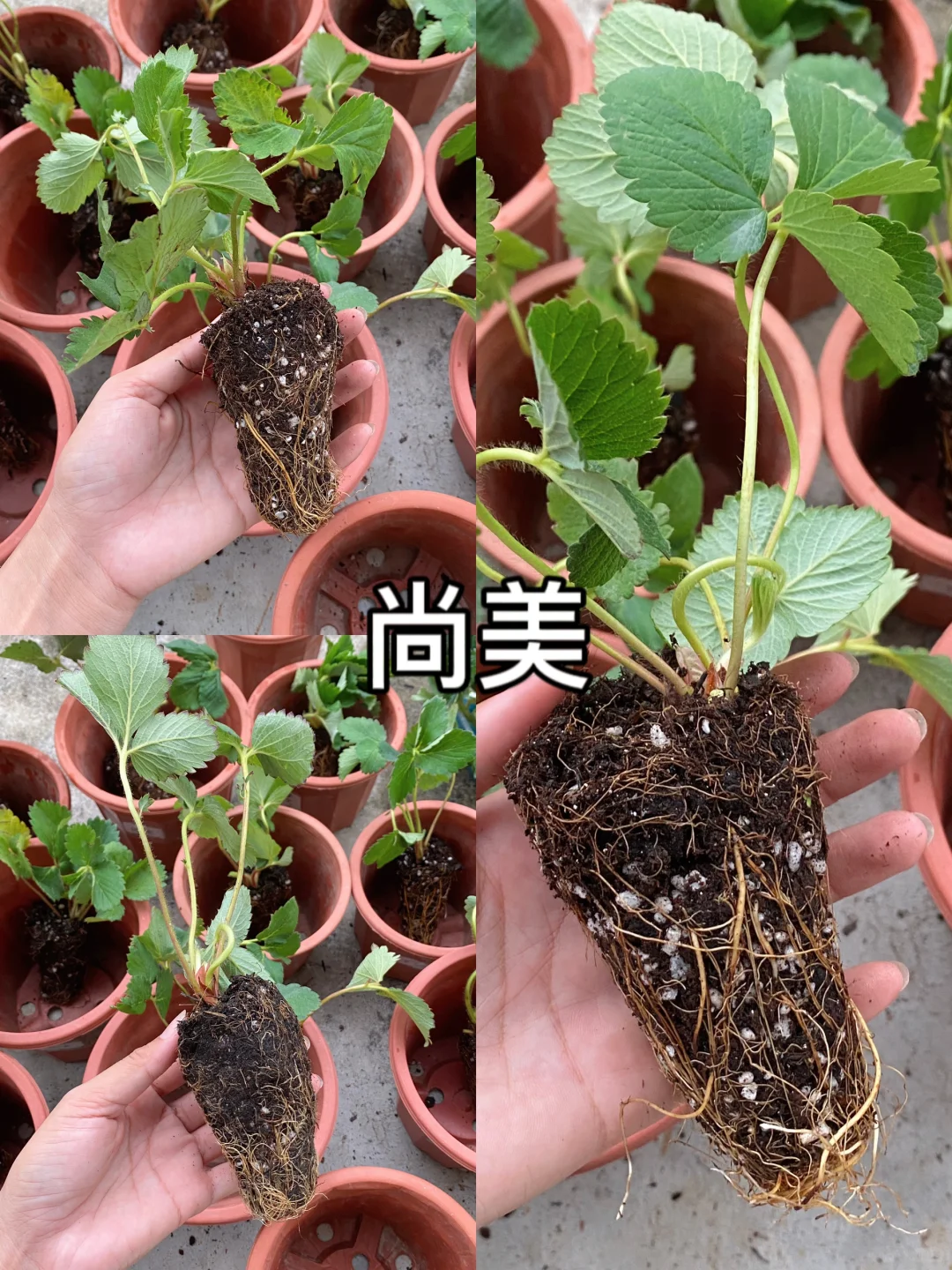 又到了一批苗，种到吐，种草莓真的好累！