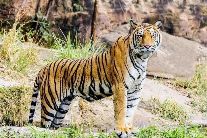 马国野外仅剩150头马来亚虎
马来西亚槟城消协主席莫希丁阿都卡迪说，非法偷猎、猎