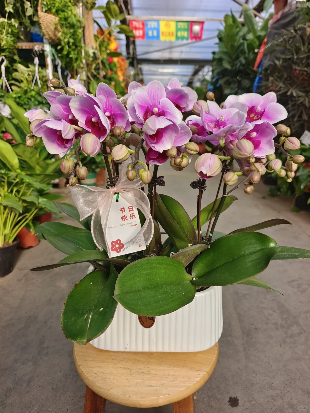 蝴蝶兰❤️乌鲁木齐绿植