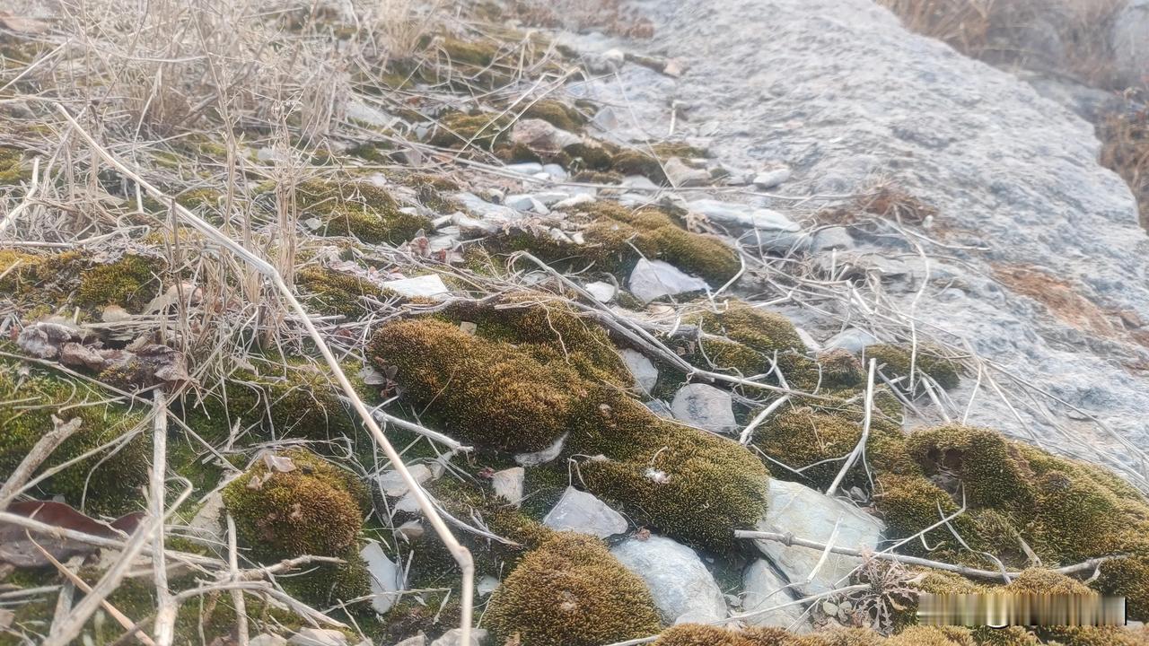 苔藓覆盖的石头，自然与岁月的痕迹。