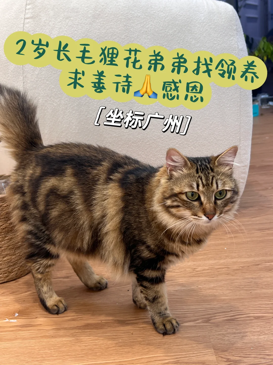 【求助】广州2岁长毛狸花弟弟找领养