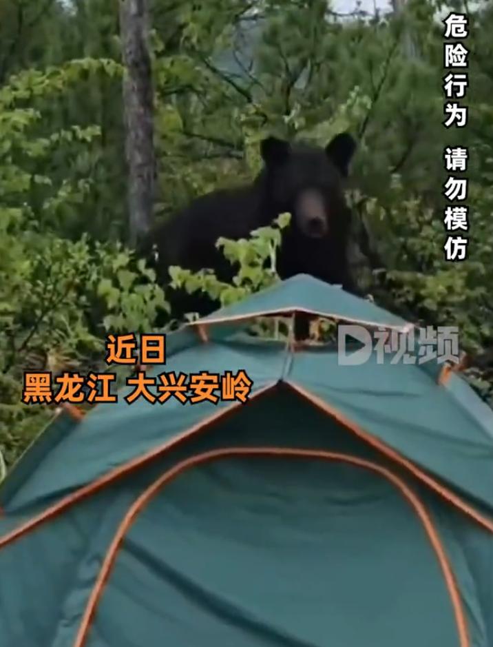 【 ，早有准备，所以没害怕】近日，黑龙江大兴安岭。李先生和朋友去上山搭帐篷采松塔