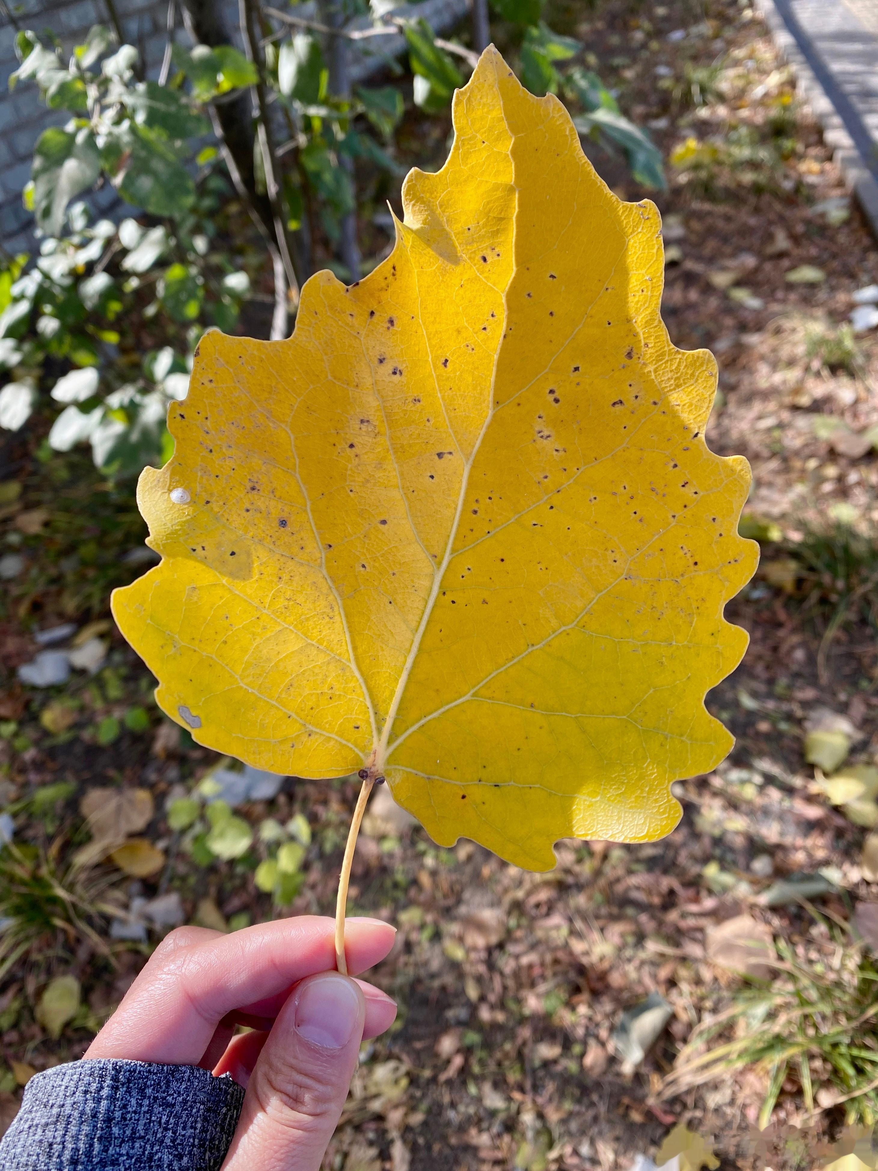 昨天下班路上，看到一个小朋友手里攥了一大把树叶，很开心很开心的样子。北方的秋天到