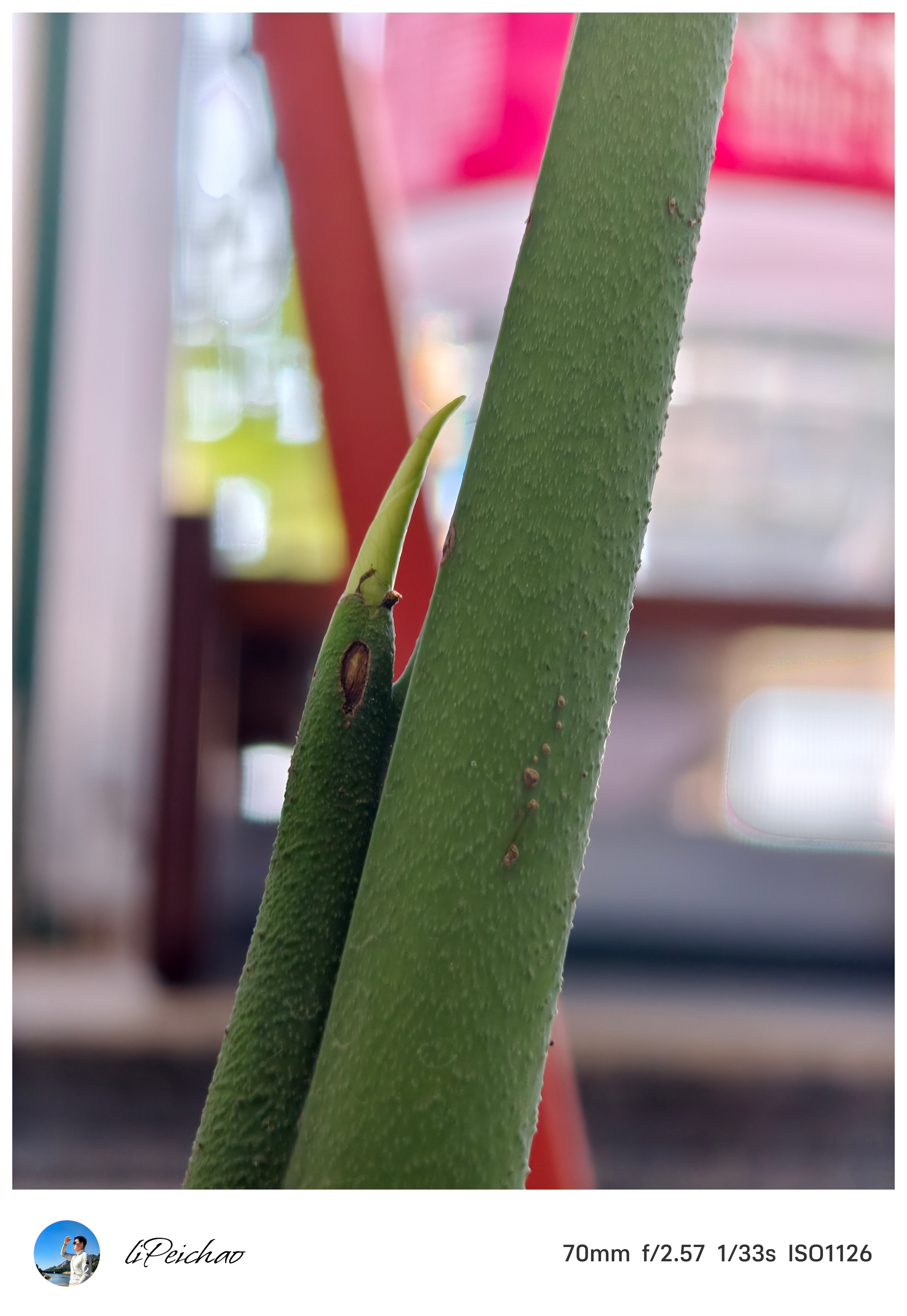 每天早上遛完狗，回家饭都不吃，第二件事绝对是先把家里的花花草草挨个巡视一番看看哪