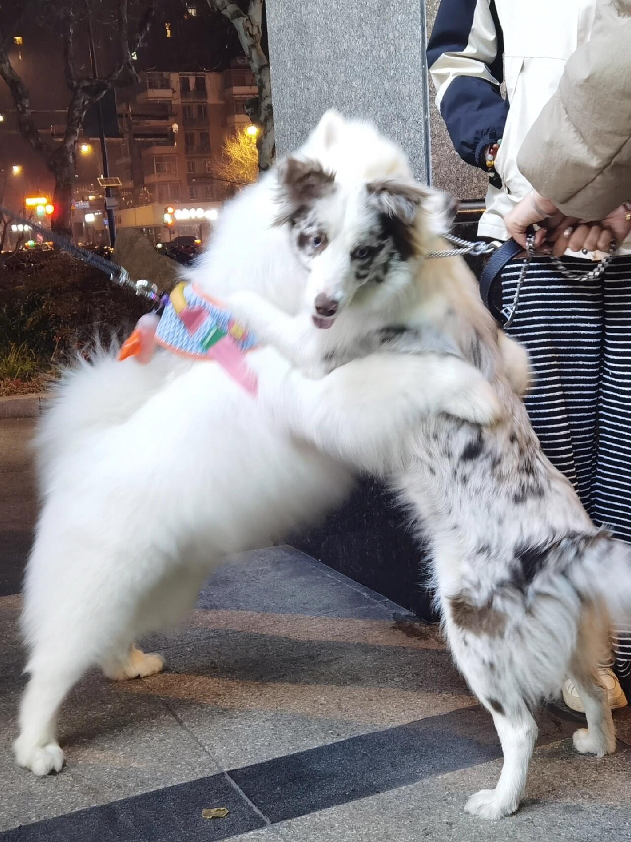狗狗见到好朋友也是会开心到拥抱的！！宝宝你们真的好可爱你们还左抱抱右抱抱这么有仪